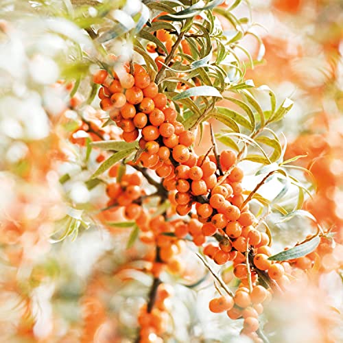 Weleda Sea Buckthorn 24H Roll-On Deodorant, 1.7 Fluid Ounce, For Women and Men, Plant Rich Odor Protection with Sea Buckthorn Oil, No Aluminum Salts